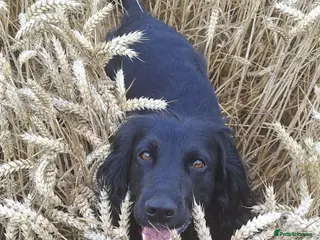 Sprocker dogs Beautiful Sproker puppies - Advert 2