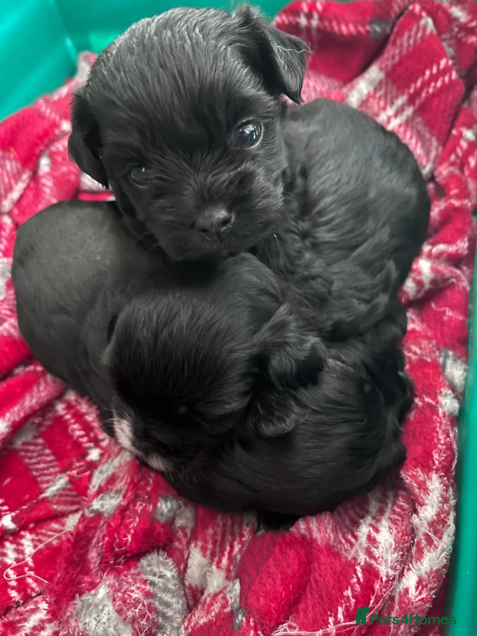 Shihpoo dogs ⭐️ 5 star rated Toy Shihpoo puppies ⭐️ - Advert 1