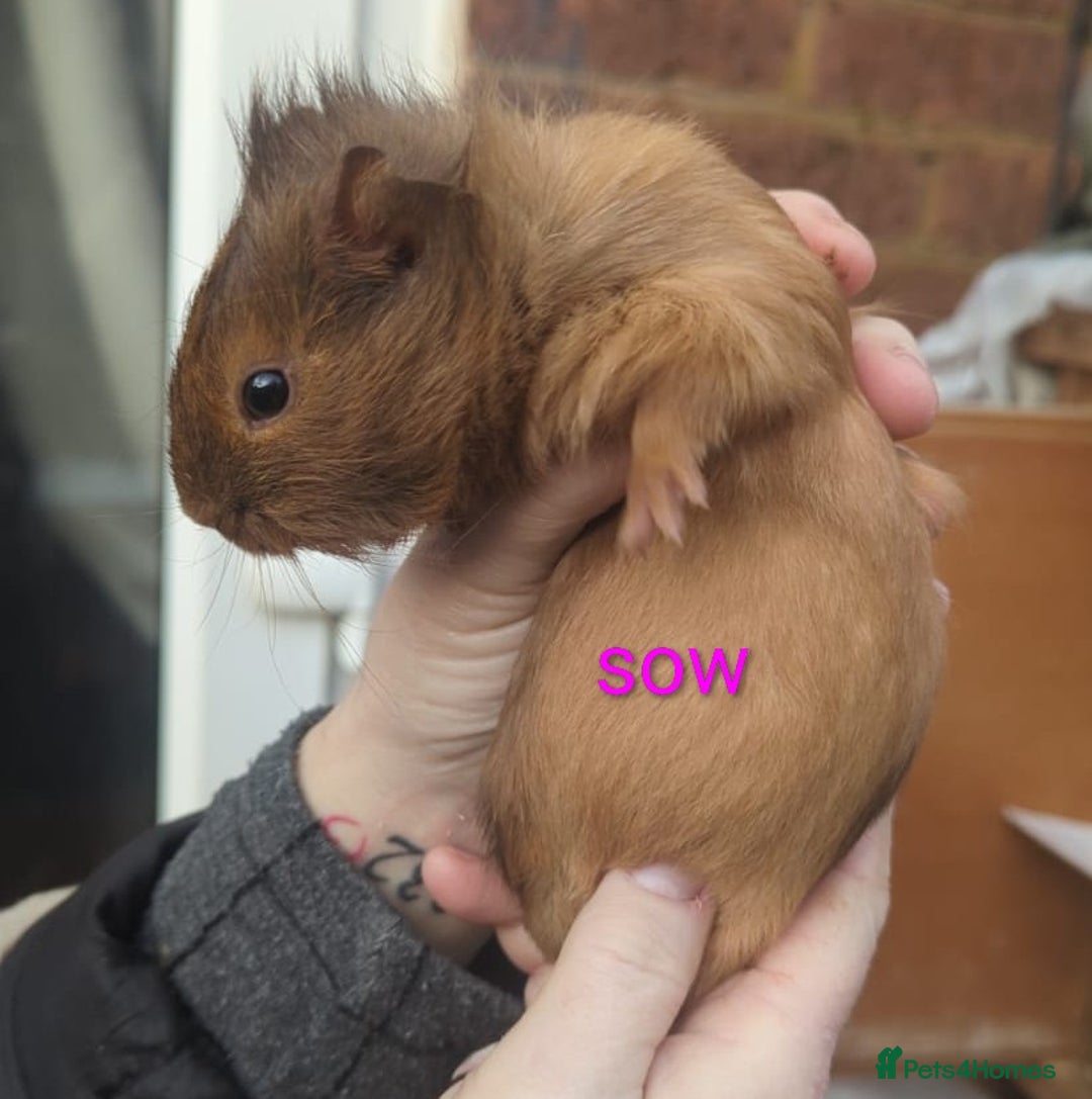 Guinea Pig rodents for sale: Beautiful Baby Guinea Pigs - Advert 7