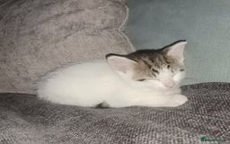 British Shorthair cats for sale: 1 gorgeous girl - Image 6