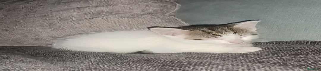 British Shorthair Kitten 2