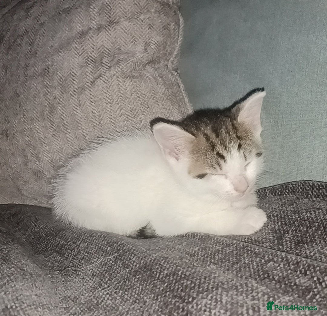 British Shorthair cats for sale: 1 gorgeous girl - Image 6