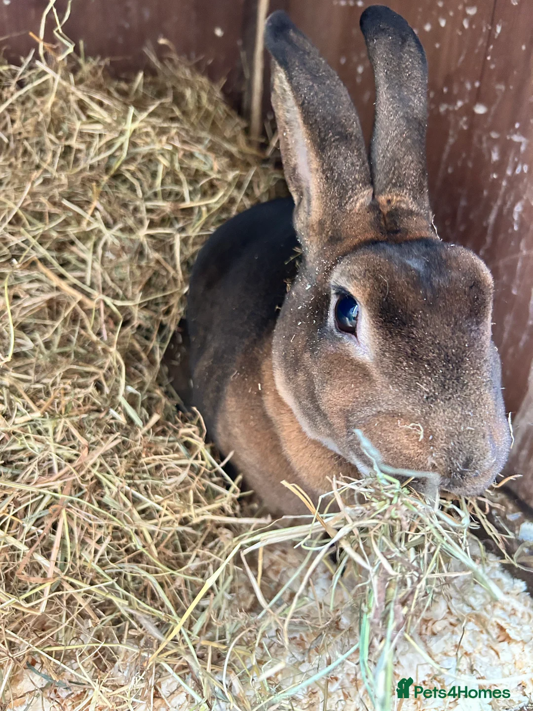 Mixed Breed rabbits for sale: Rabbits for sale  - Advert 5