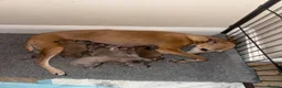 Whippet dogs for sale: Exceptional litter of KC registered whippets - Advert 5