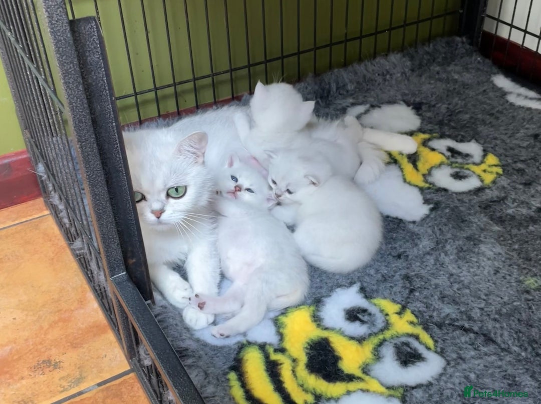 British Shorthair cats for sale: BSH BLACK TIPPED KITTENS GCCF REGISTERED  - Image 9
