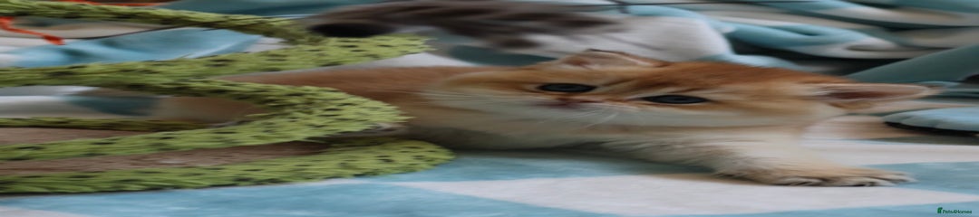 British Shorthair Kitten 1