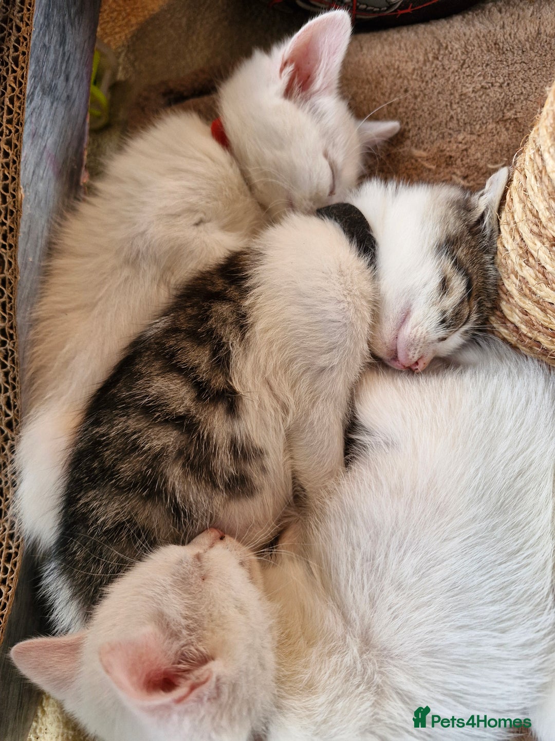 Mixed Breed cats for sale: Beautiful Siamese cross kittens - Advert 12