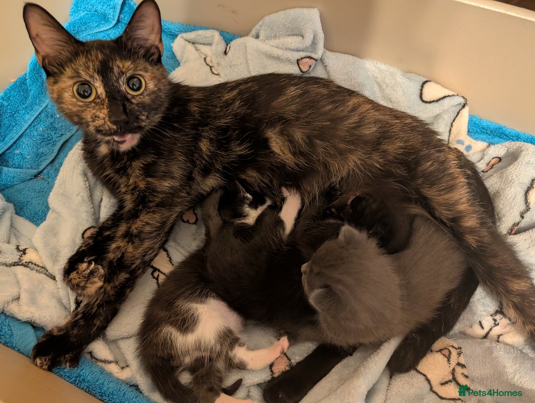 Mixed Breed cats for sale: 3 Male Kittens - Advert 1