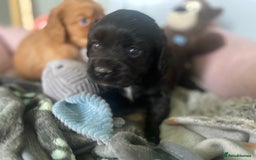 Cocker Spaniel dogs for sale: cocker spaniel puppies - Image 9