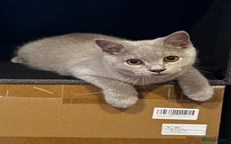 British Shorthair cats for sale: BSH kitten - Young lilac male - Available now. - Image 3