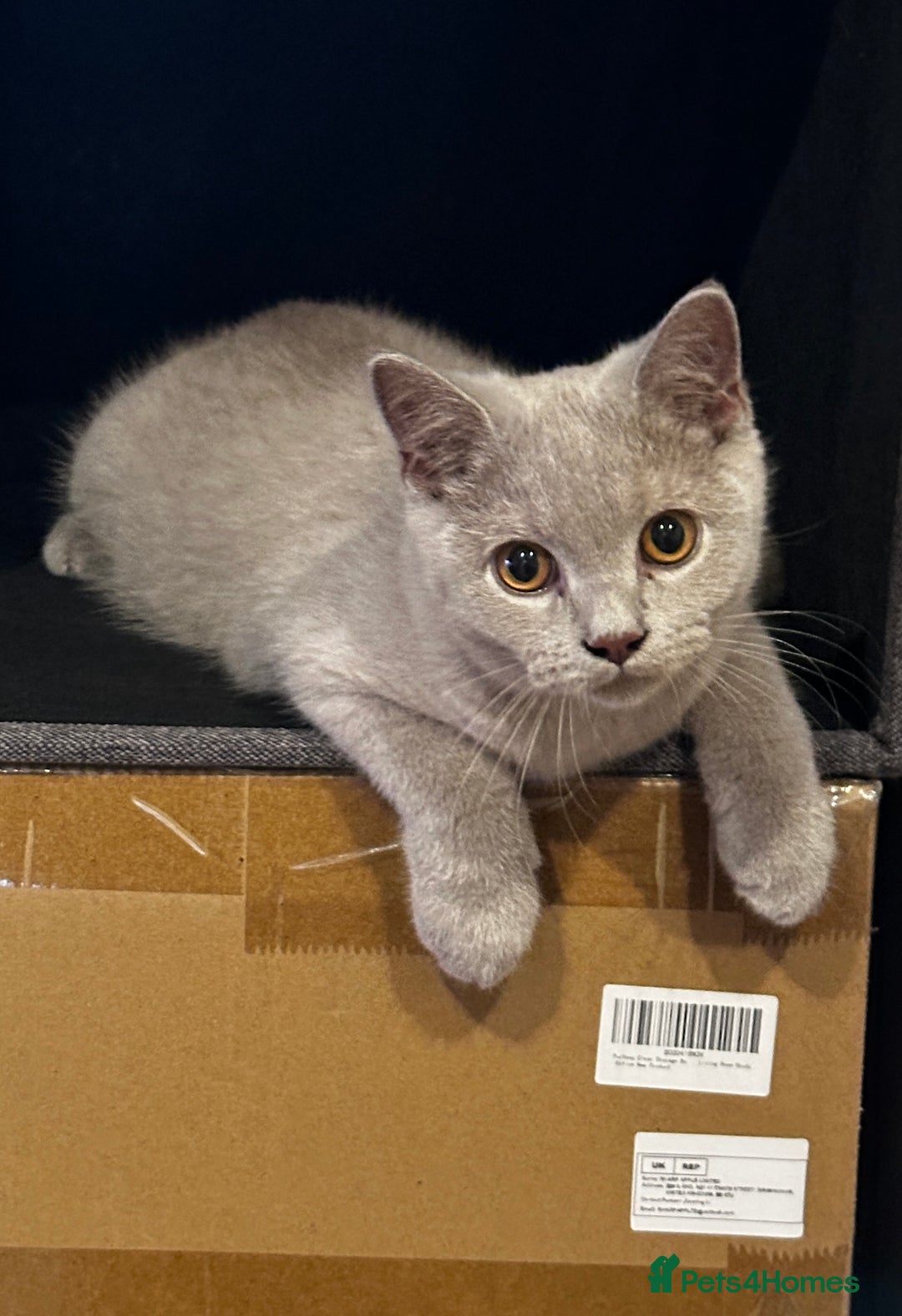 British Shorthair cats for sale: BSH kitten - Young lilac male - Available now. - Image 3