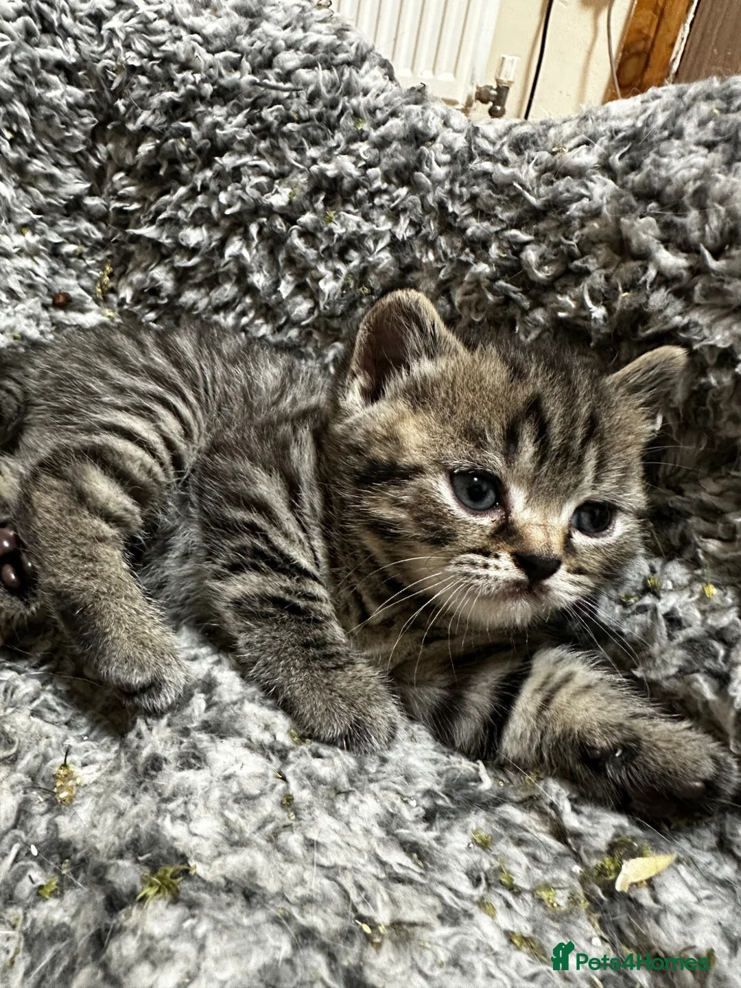 British Shorthair cats for sale: Beautiful quality British shorthair kittens  - Advert 12