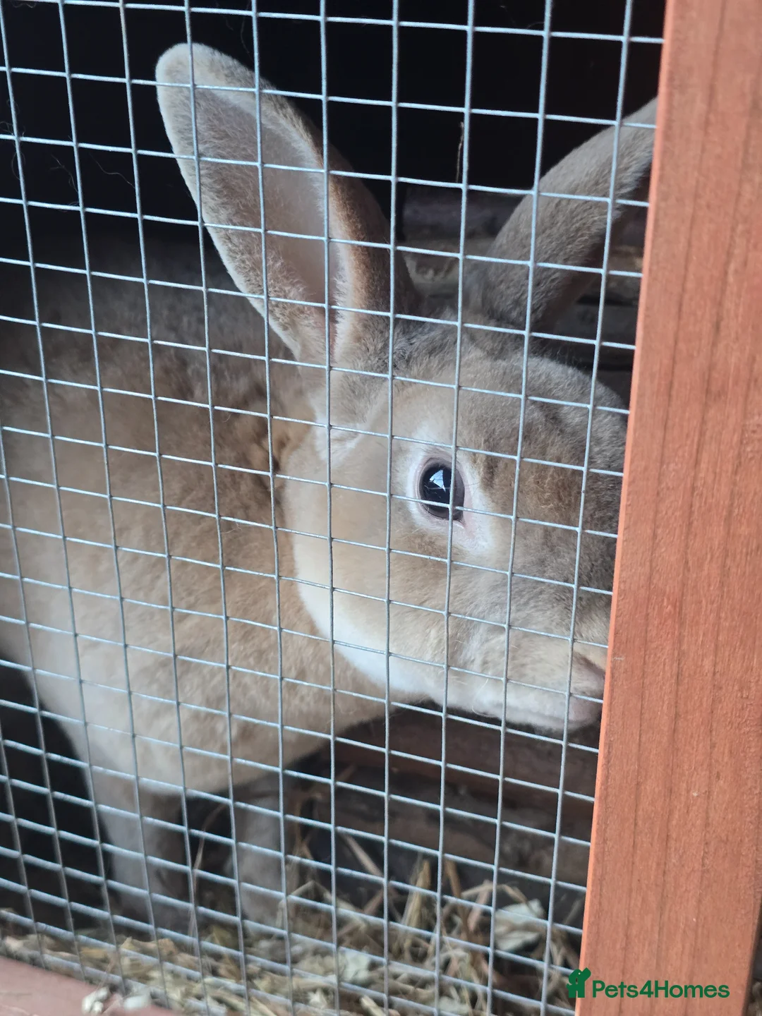 Rex rabbits for sale: Beautiful Mini Rex Buck - Advert 2