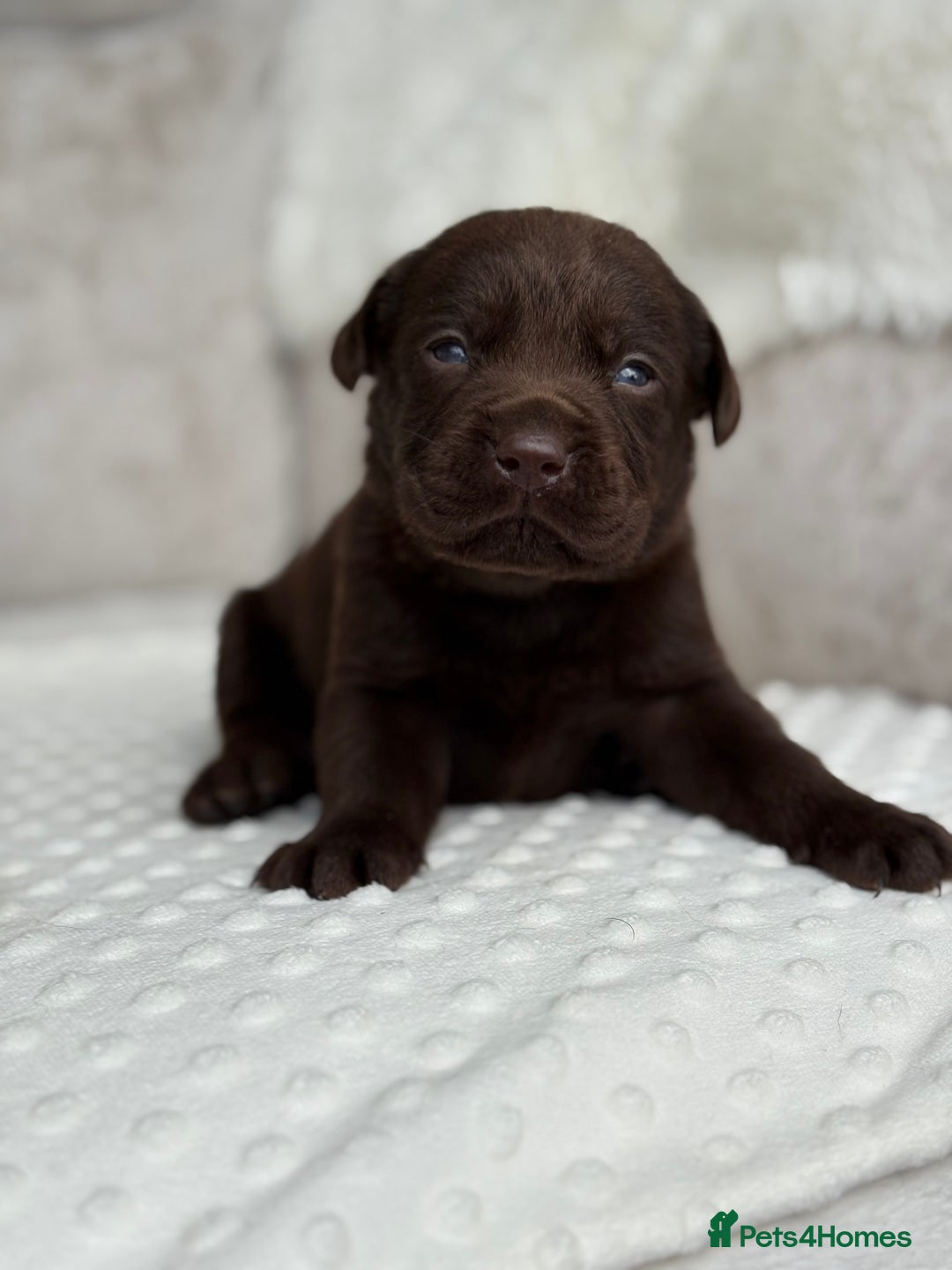 Labrador Retriever dogs for sale: Stunning chocolate Labrador’s with silver jeans  - Image 6