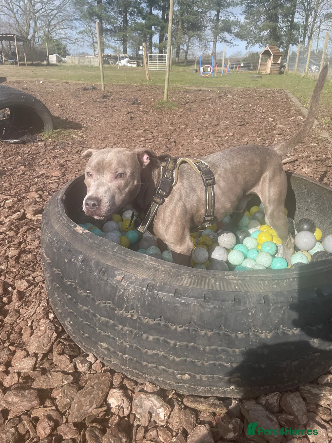 Staffordshire Bull Terrier dogs for sale: Frank, our Loving Blue Staffy in Norwich - Advert 2