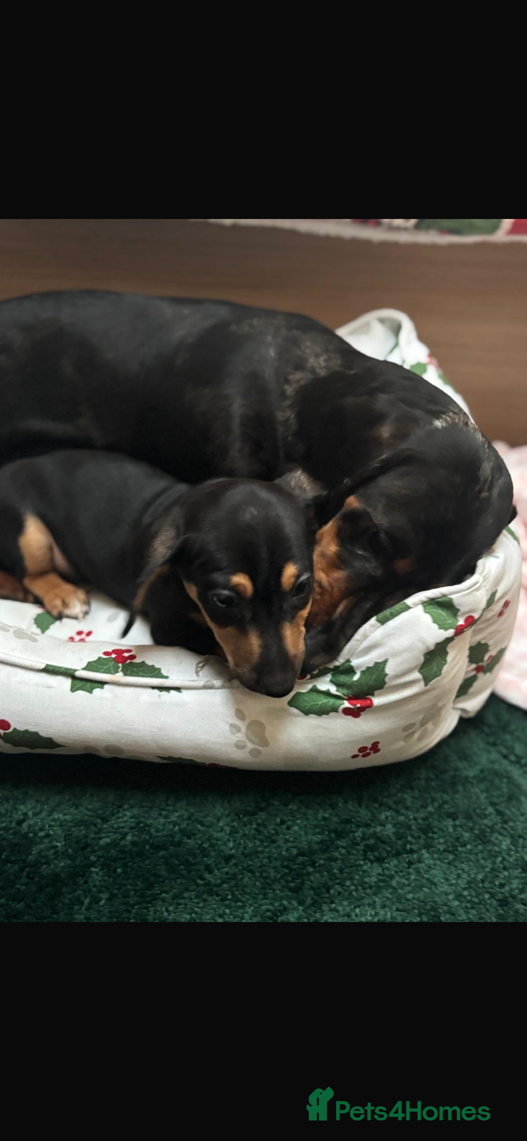Dachshund dogs for sale: Lovely Dauchound  - Advert 1