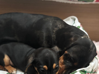 Dachshund dogs Lovely Dauchound - Advert 1