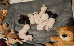 Labrador Retriever dogs for sale: Quality KC reg labs (ideal assistance/therapy dog) - Image 1