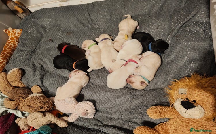 Labrador Retriever dogs - Advert 1