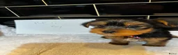 Yorkshire Terrier dogs for sale: Pedigree Yorkshire terriers - Advert 16