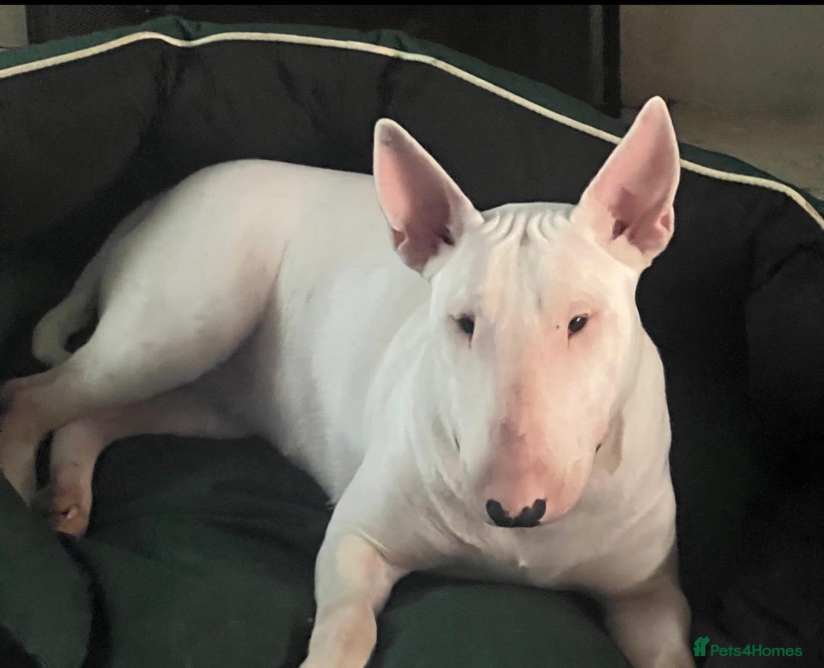 English Bull Terrier dogs TWO BEAUTIFUL GIRLS READY TO LEAVE  - Advert 2