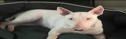 English Bull Terrier dogs for sale: TWO BEAUTIFUL GIRLS READY TO LEAVE  - Advert 2