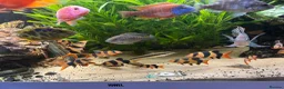 Cichlids fish for sale: Cichlids and clown loach for sale  in Ware - Advert 1