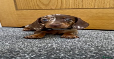 Miniature Dachshund dogs - Advert 15