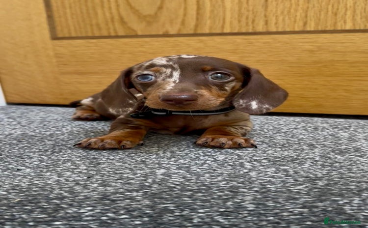 Miniature Dachshund dogs - Advert 4