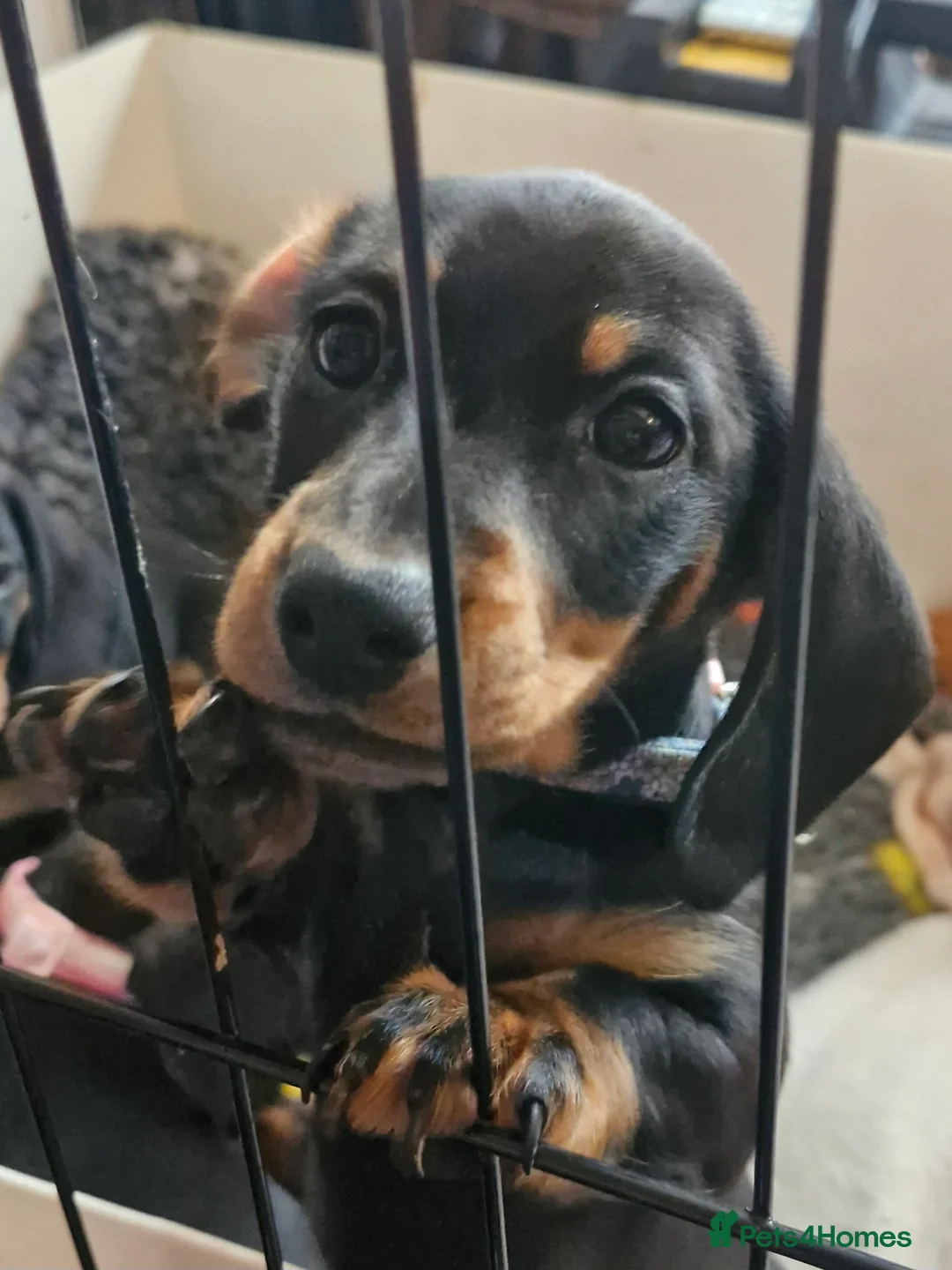 Miniature Dachshund dogs for sale: Two sweet smooth Black and Tan girls.  - Advert 6
