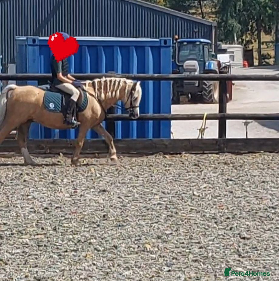 Other Breed horses Happy hack or project pony - Advert 12