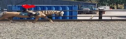 Other Breed horses for sale: Happy hack or project pony in Hereford - Advert 1