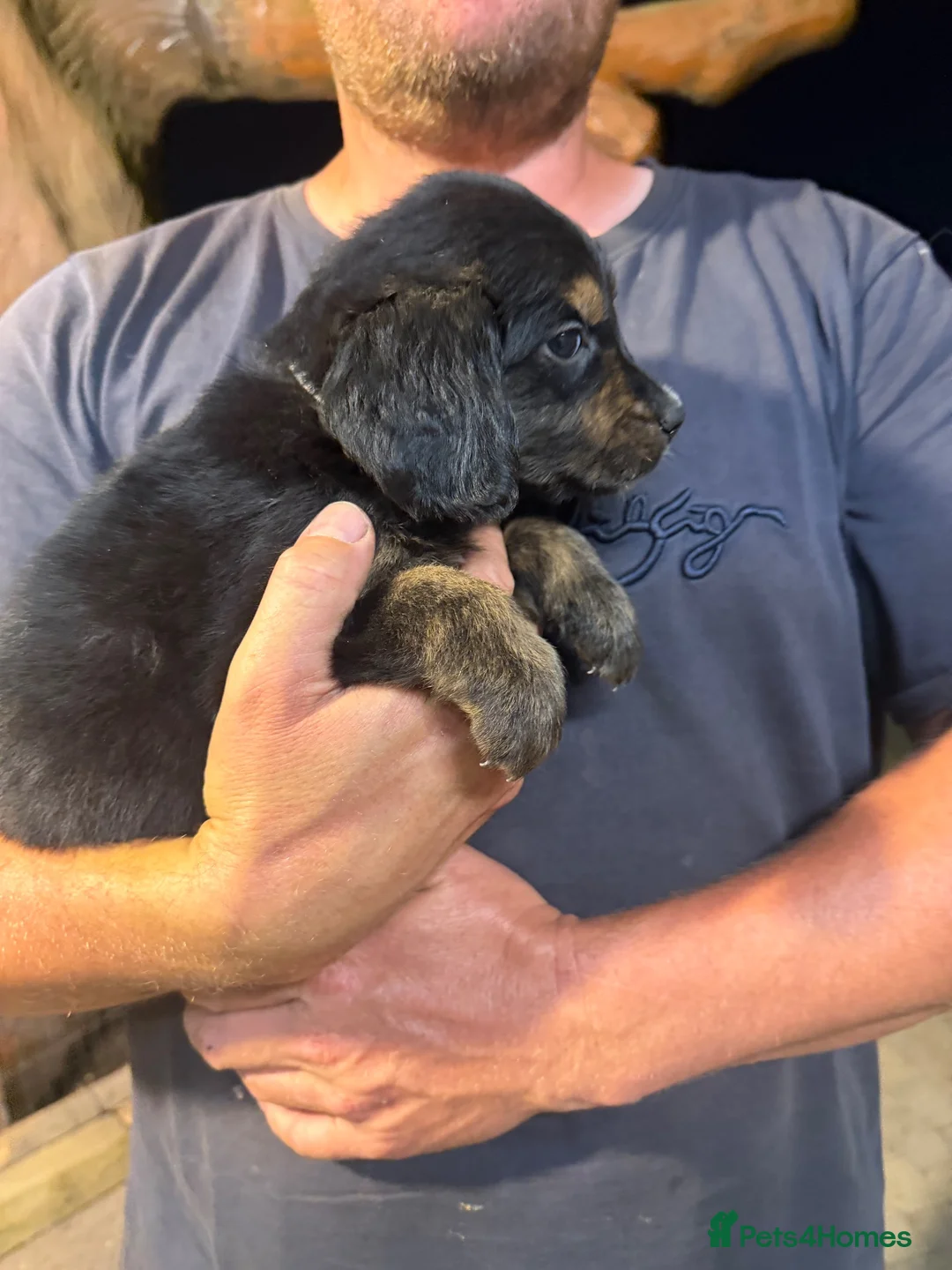 Golden Mountain Dog dogs for sale: Golden retriever x Bernese mountain dogd - Advert 23