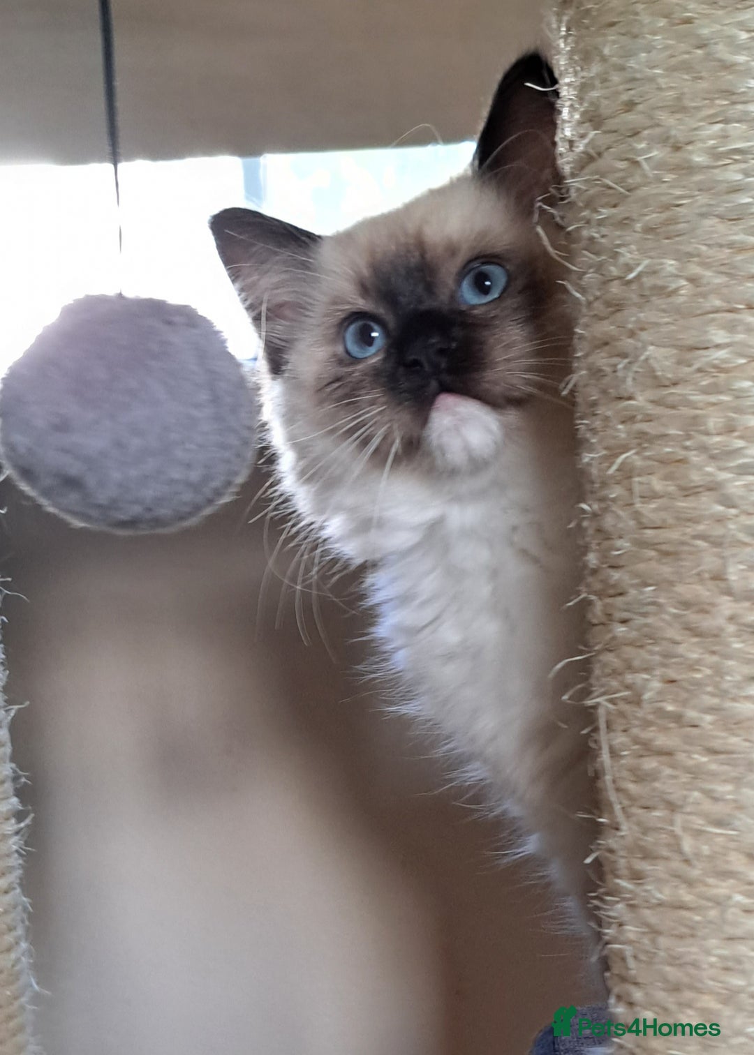 Ragdoll cats for sale: GCCF Reg. Ragdoll kittens Champion lines - Advert 14