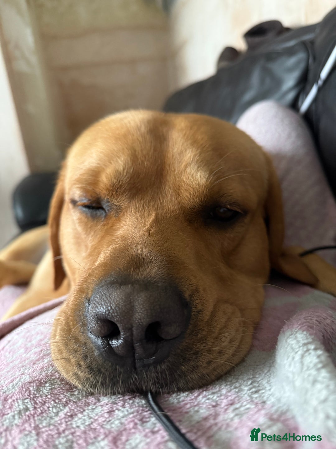 Labrador Retriever dogs for sale: Harvey KC registered  - Advert 8