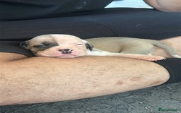 Mixed Breed dogs for sale: Pups for sale - Image 30
