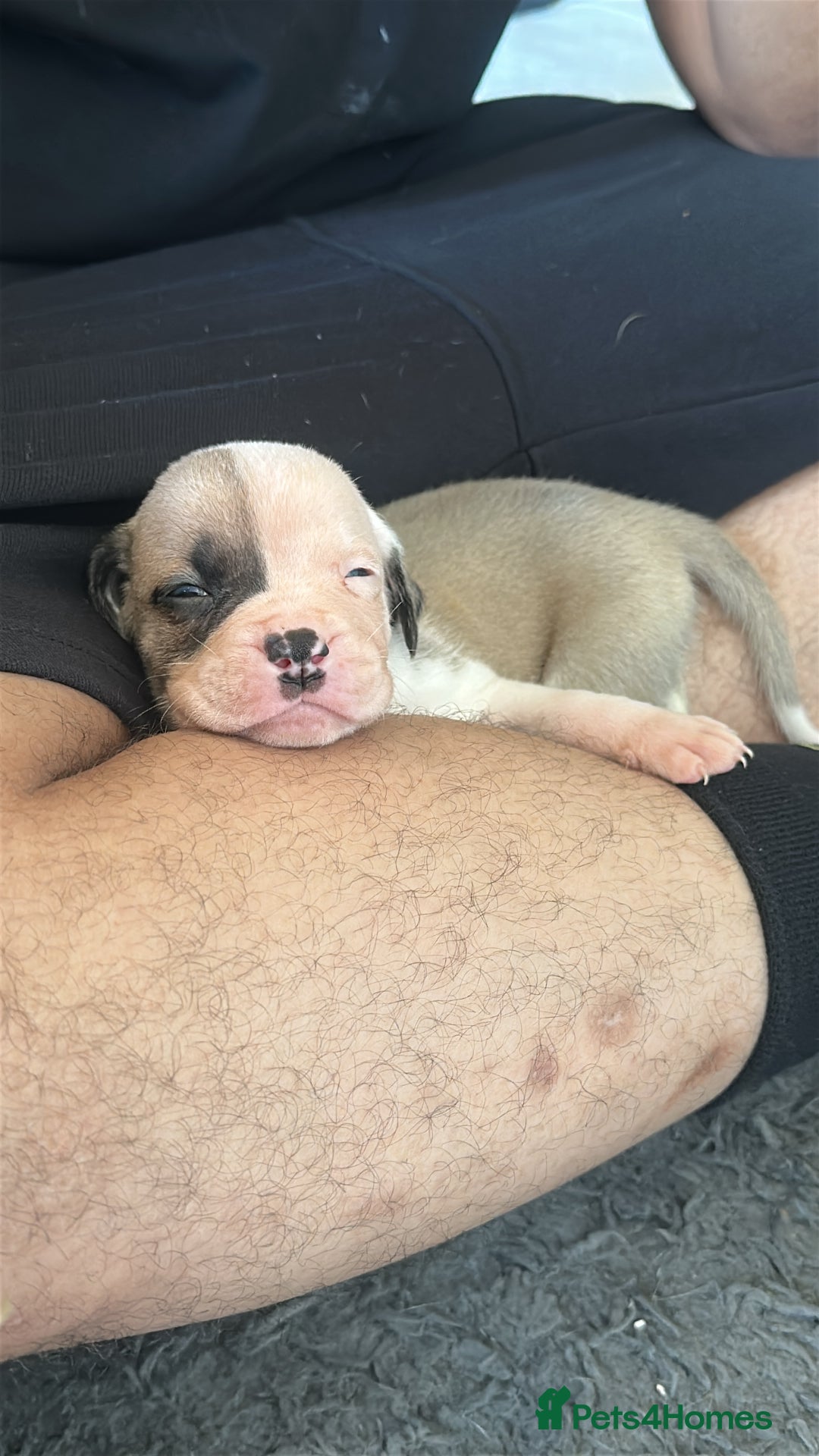 Mixed Breed dogs for sale: Pups for sale - Image 30