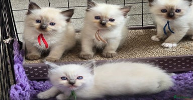 Ragdoll cats - Advert 2