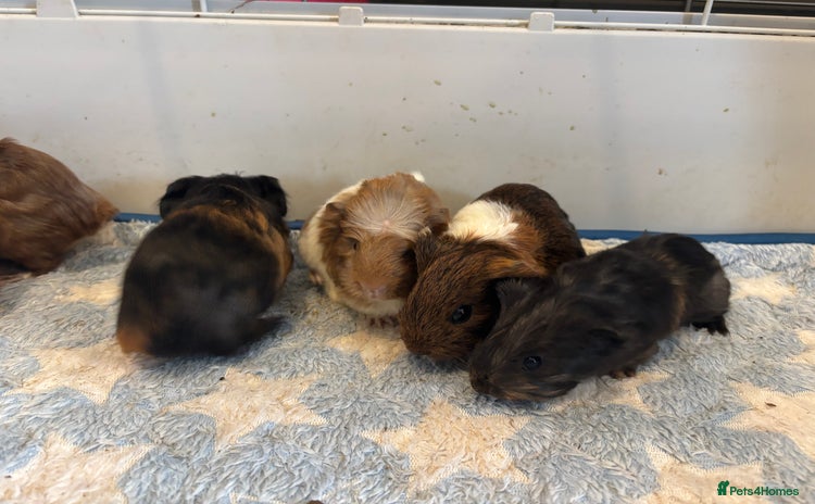 Guinea Pig rodents - Advert 3