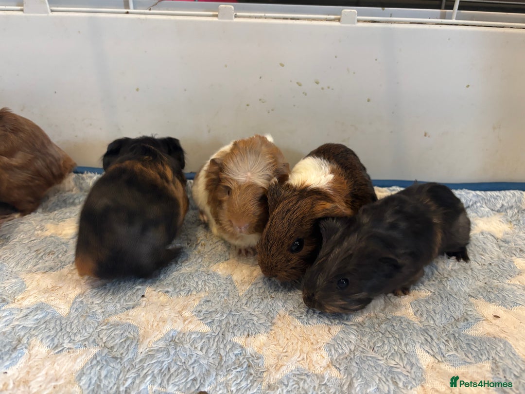 Guinea Pig rodents for sale: Baby Guinea pigs  - Image 1
