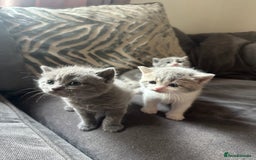 British Shorthair cats for sale: British shorthair cross - Image 19