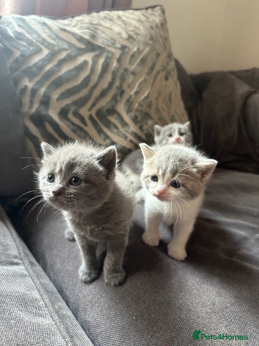 British Shorthair cats for sale: British shorthair cross - Image 19