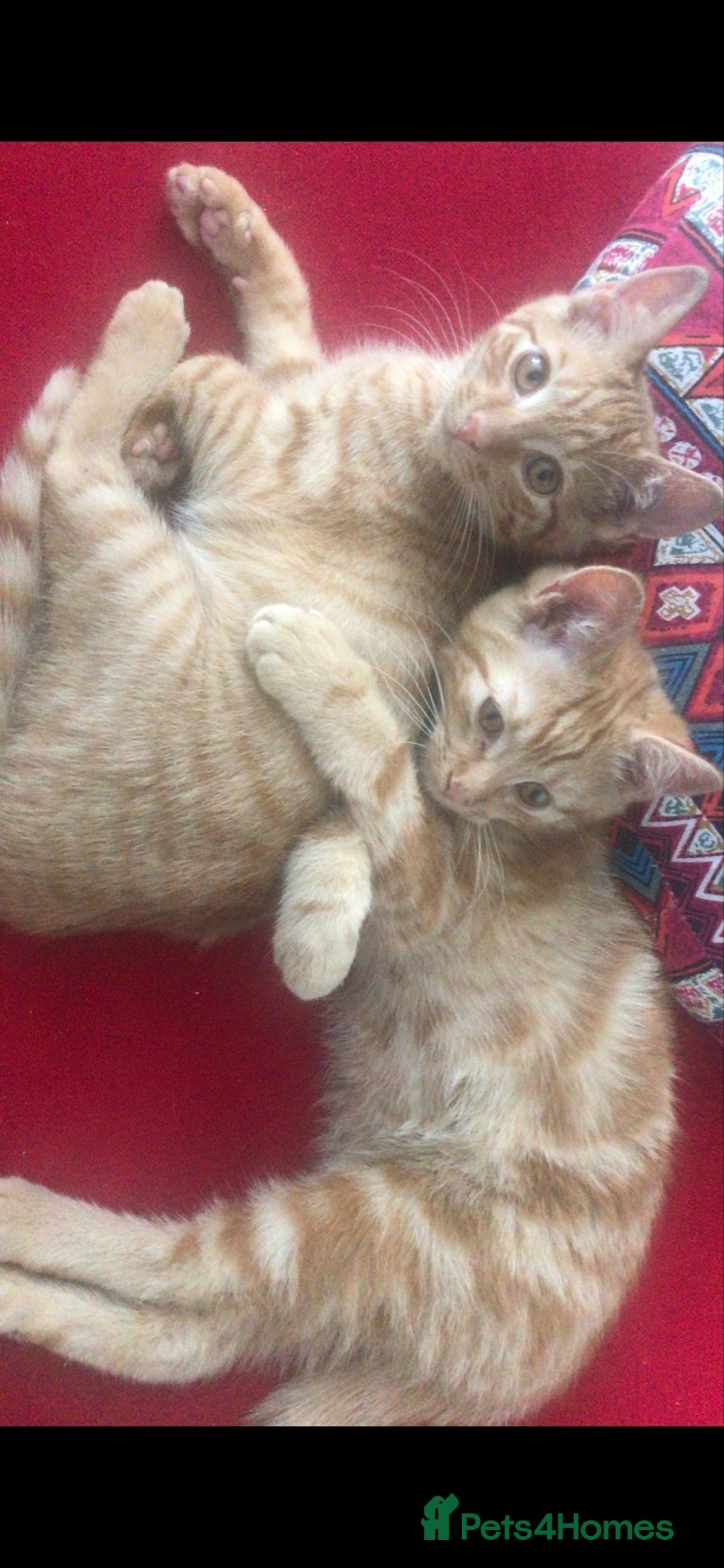British Shorthair cats for sale: 1 ginger british short haired kitten(boy) - Image 15