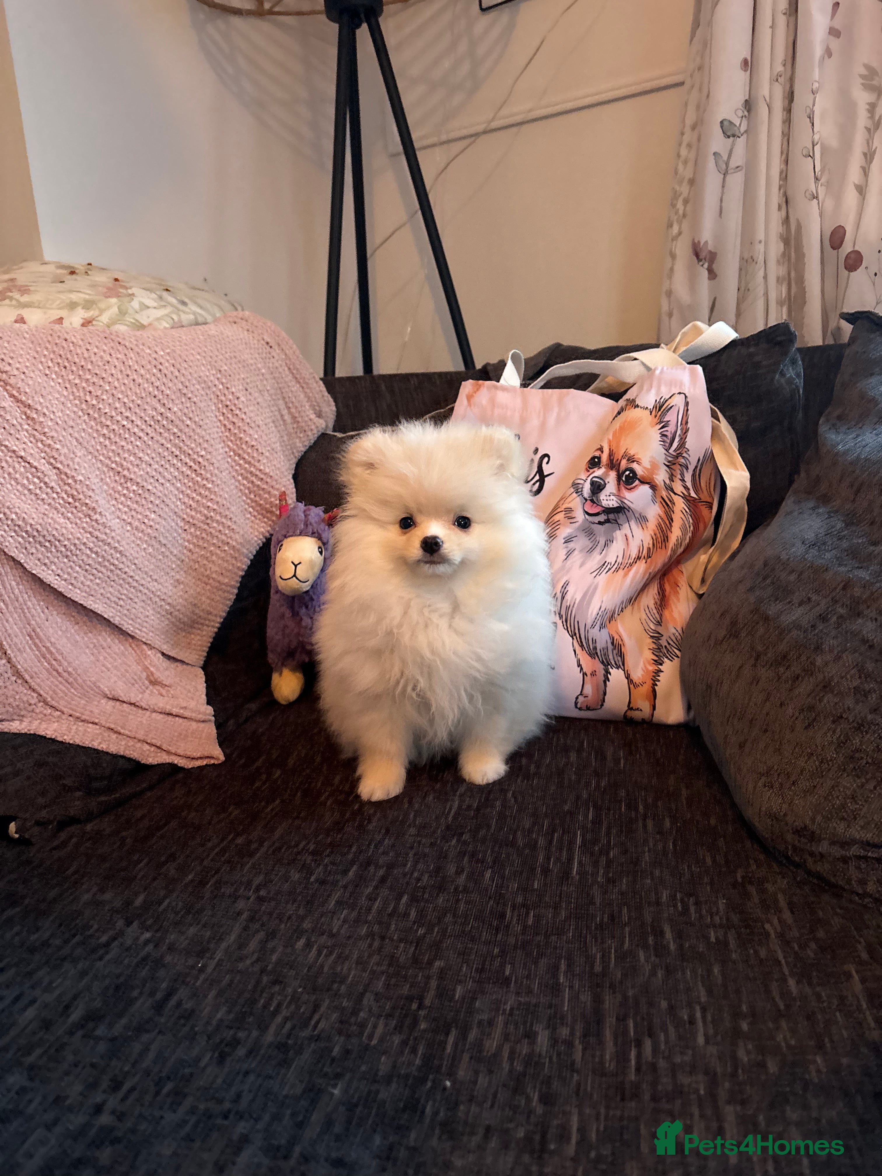 Pomeranian dogs Last Boy left! Pomeranian Pup - Advert 7