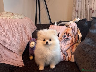 Pomeranian dogs Last Boy left! Pomeranian Pup - Advert 7
