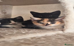 Mixed Breed cats for sale: Kittens  - Image 1