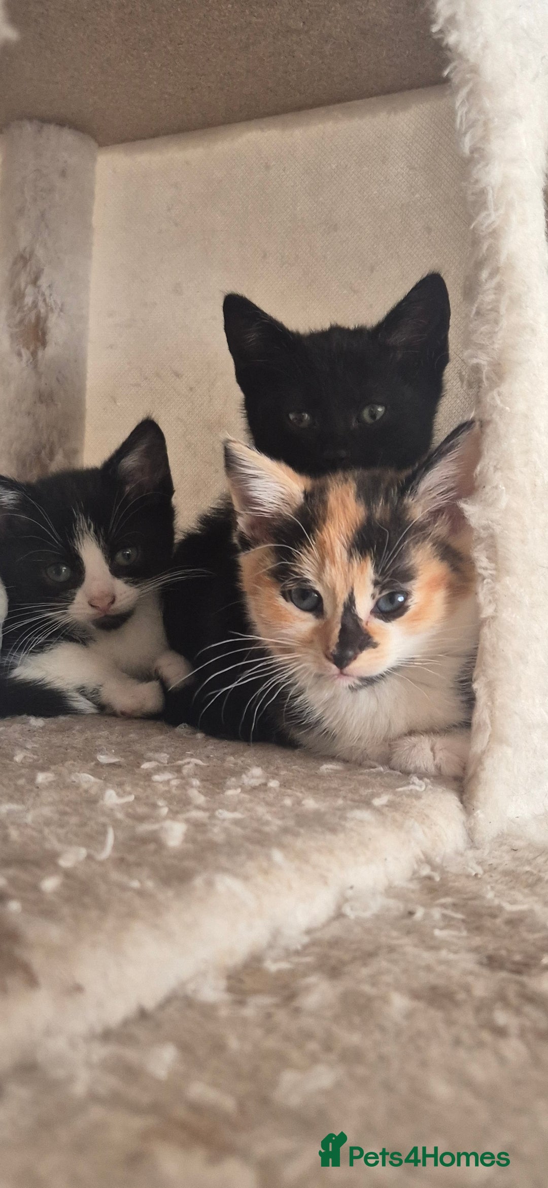 Mixed Breed cats for sale: Kittens  - Image 1