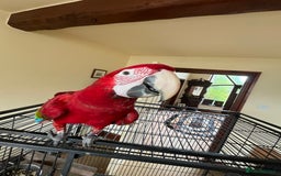 Macaws birds for sale: Young Female Greenwing Macaw for sale - Image 1