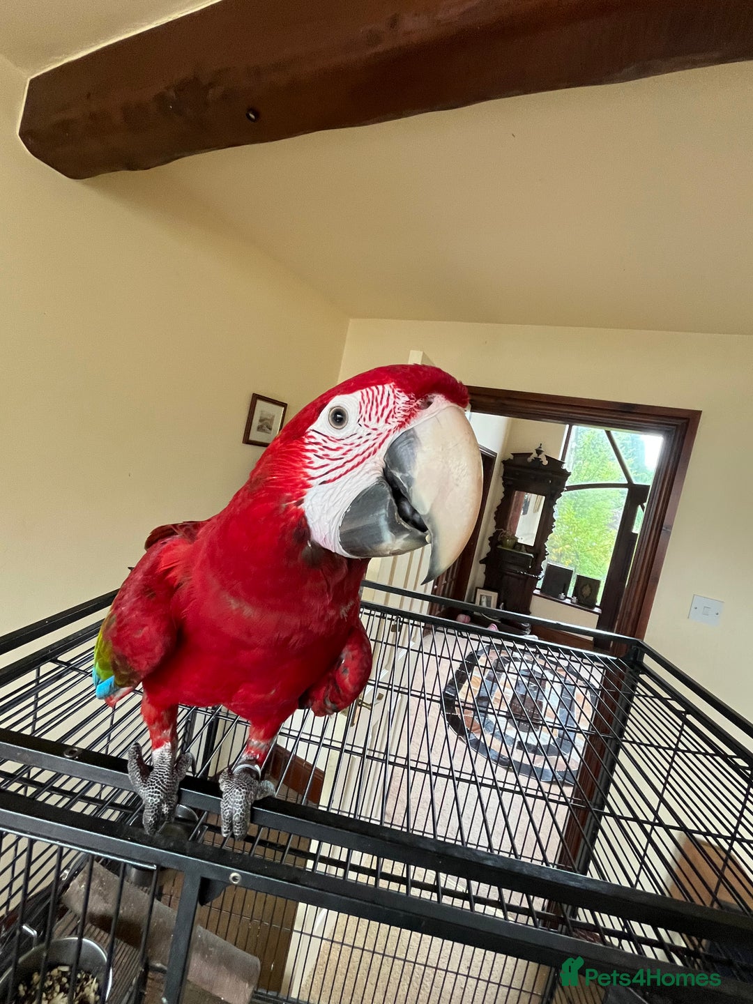 Macaws birds for sale: Young Female Greenwing Macaw for sale - Image 1