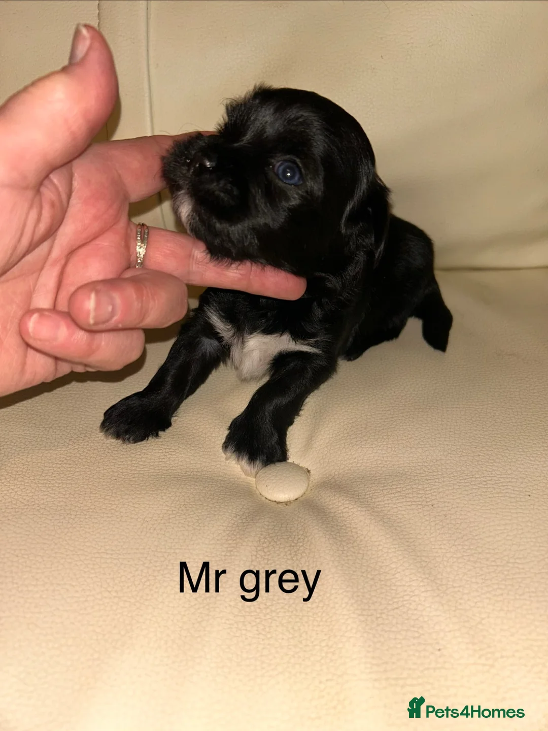 Lhasa Apso dogs for sale: KC reg Lhasa Apso PUPS (4 wks old ) PRA4 CLEAR - Advert 2